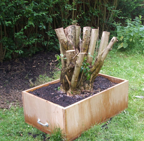 privet bonsai before pruning